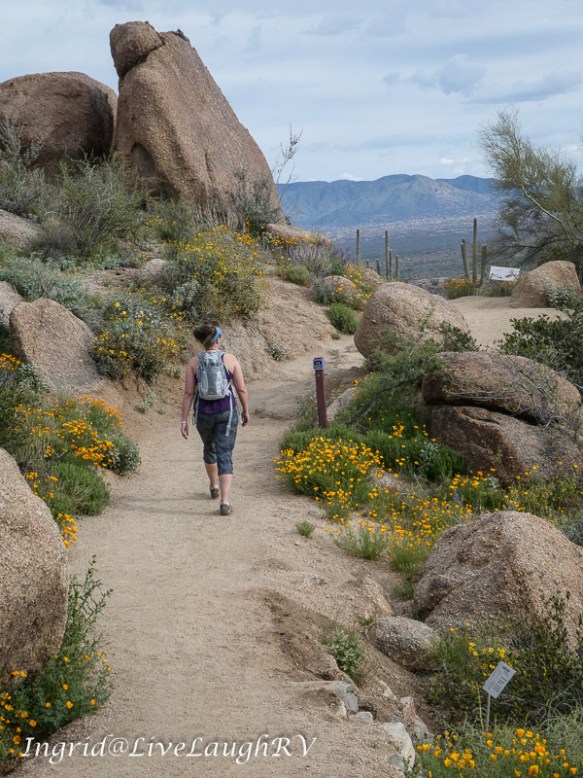wildflowers along the Pinnacle Peak trail in Scottsdale, Arizona