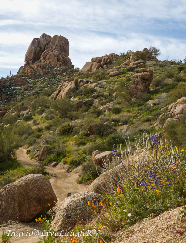 Pinnacle Peak trail with wildflowers in the foreground