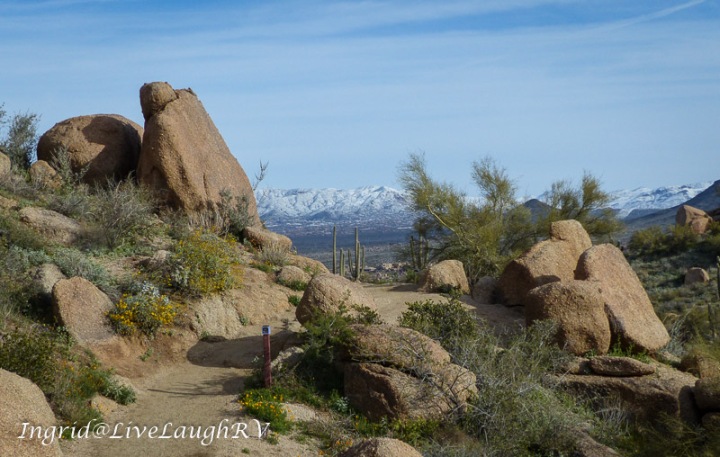 Pinnacle Peak trail in Scottsdale, Arizona. Large boulders and yellow flowers line the trail with snow capped mountains in the distance