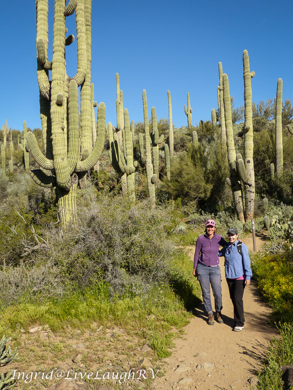 two hikers among a forest of saguaros