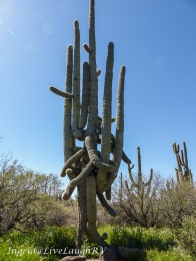 One of Arizona's oldest living saguaro cactus