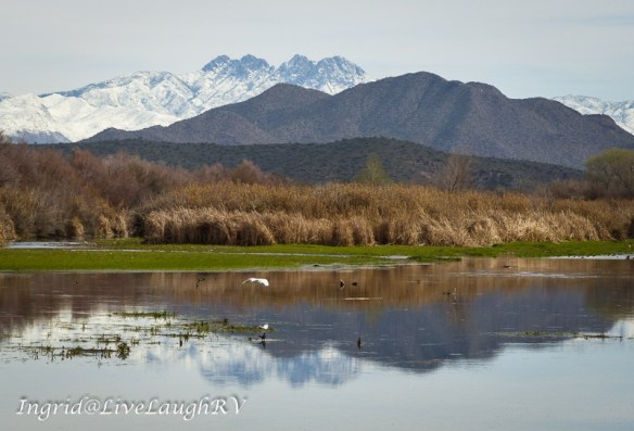 snow covered peaks in the distance reflecting in the Salt River while a white egret flies by