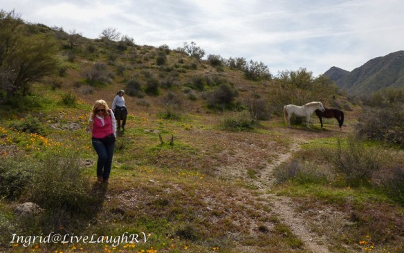 hikers in a field of yellow poppies near 2 wild horses 