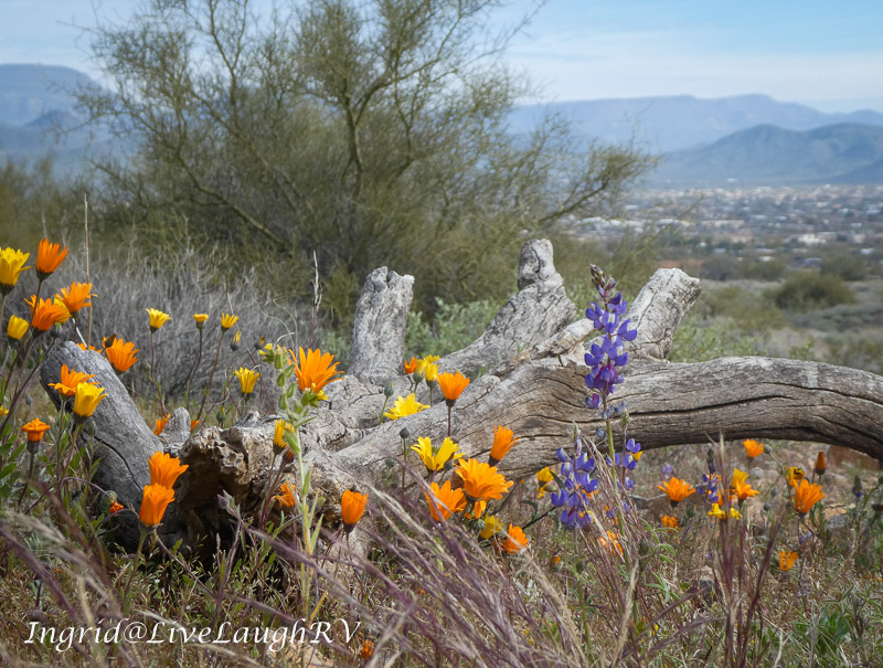 desert flowers against a log background