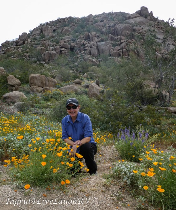 desert wildflowers