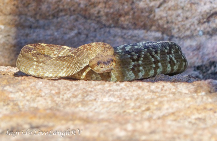 Diamondback rattlesnake sunning itself on a rock