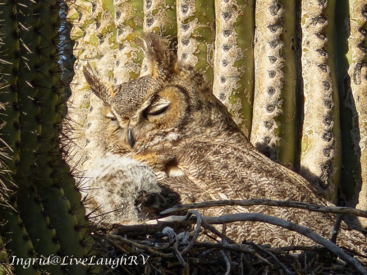 Great horned owl nesting in a saguaro cactus with an owlet