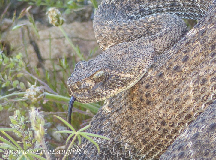 A close up a diamondback rattlesnake with tongue hanging out