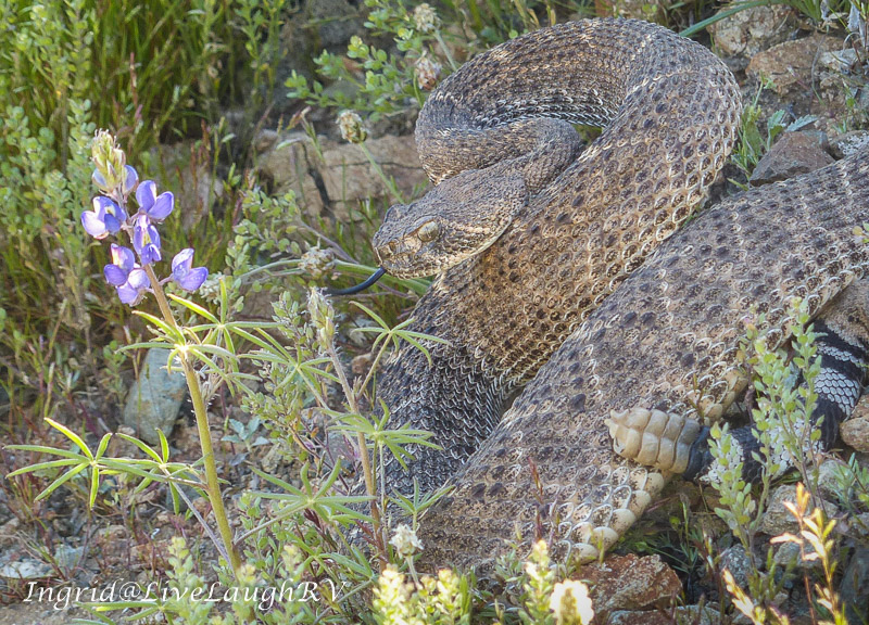 diamondback rattlesnake in Phoenix, Arizona seen while hiking