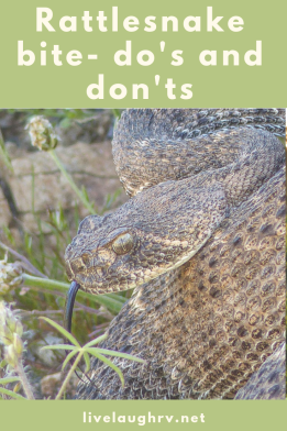what to do if bitten by a rattlesnake, do's and don'ts of rattlesnake bite, rattlesnakes in Phoenix