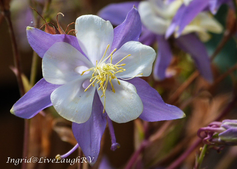 Columbine, Colorado, Colorado's State Flower, #columbine, #coloradostateflower