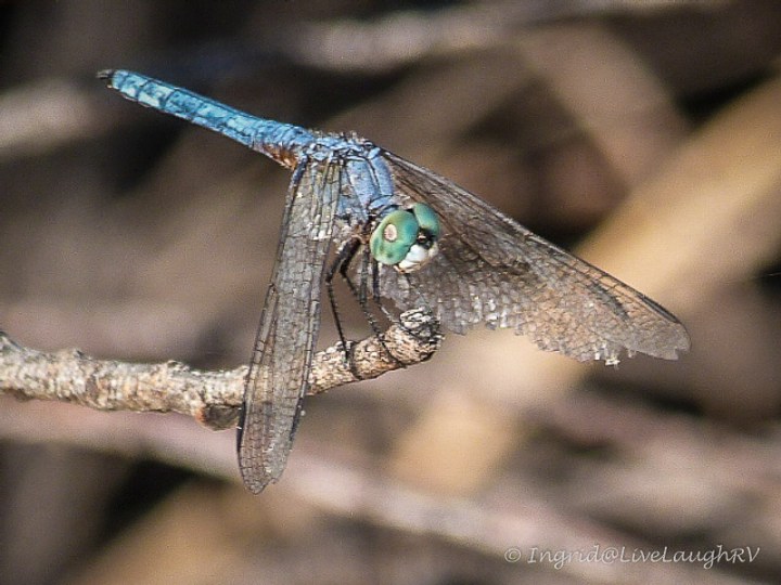 Dragonfly #dragonflies