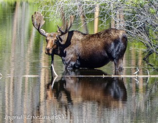 image of a moose, #moose