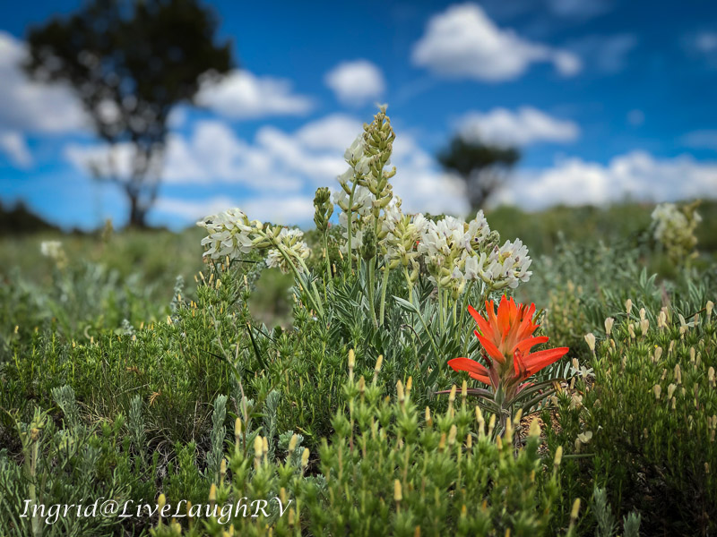 Colorado wildflowers #Bokeh #wildflowersinColorado