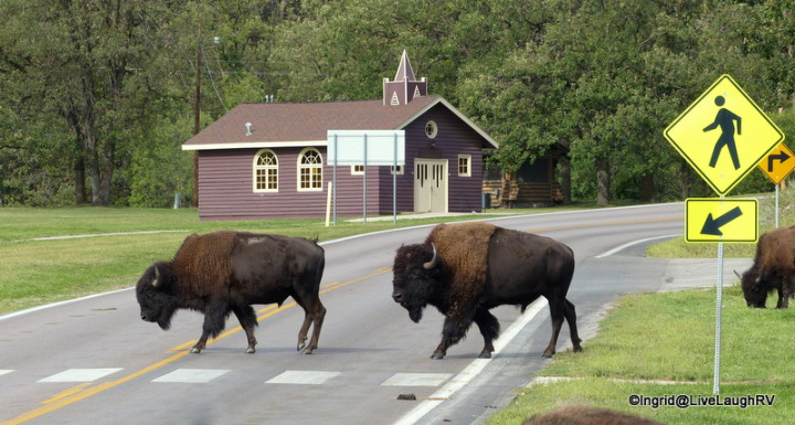 Buffalo crossing the street at a crosswalk