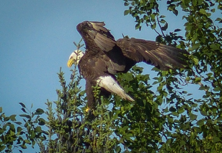 bald eagle in a tree with wings spread