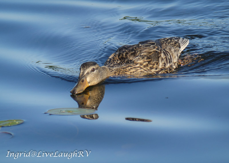 a reflection mallard duck swimming by