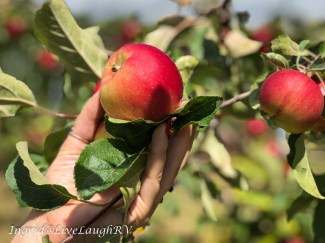 apple picking in Wisconsin
