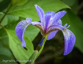 wild iris