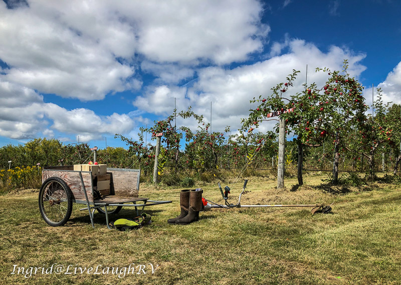 An apple orchard in northern Wisconsin Blue Vista Farm