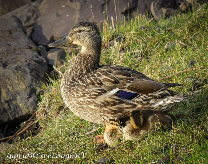 Baby ducks snuggled under mama