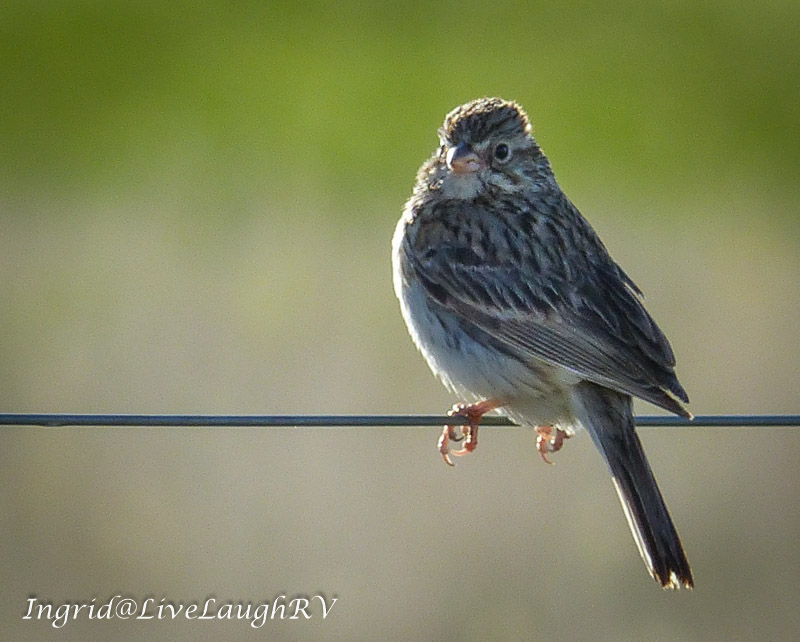 a bird on a wire fence