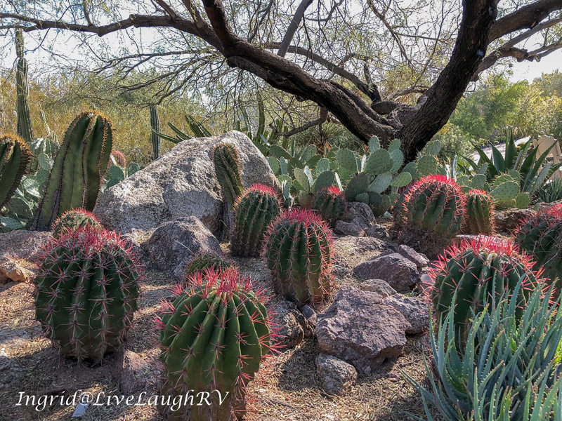 barrel cactus