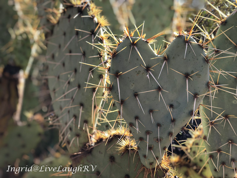 Heart shaped cactus