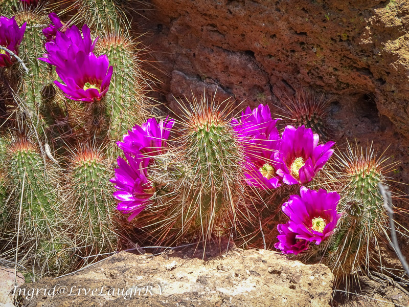 flowering cactus