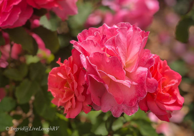 February | Love, Baseball, and&nbsp;Wildflowers