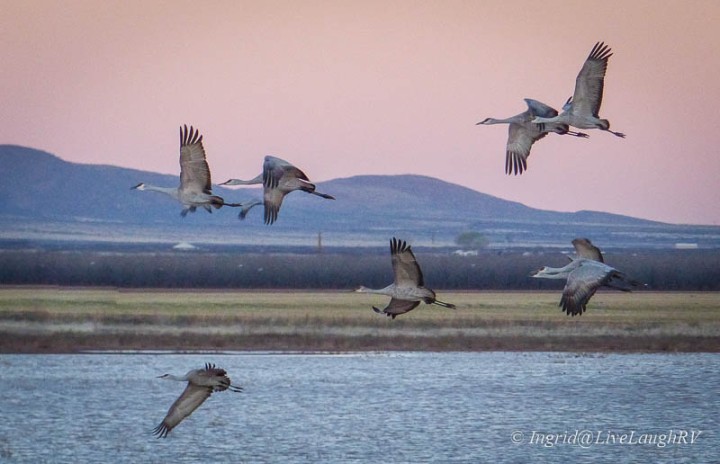 sandhill cranes in-flight