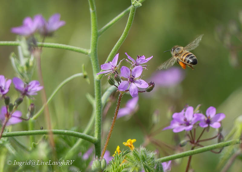 purple flowers and a bee in flight