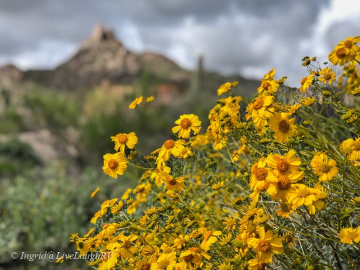 Golden brittle-bush in the foreground Pinnacle Peak in Scottsdale AZ in the background