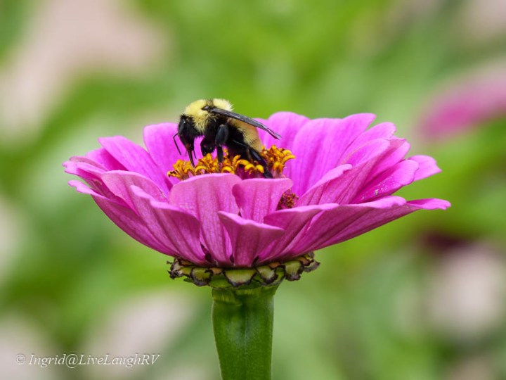 bee on a pink flower