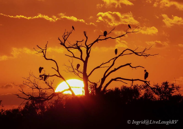 birds in a dead tree with a setting sun and orange sky