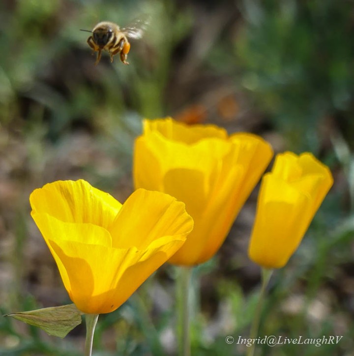 Golden yellow poppies with a bee flying