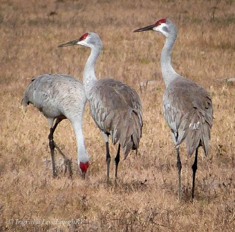 three sandhill cranes in a field