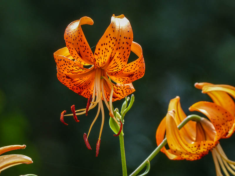 Struggling with Motivation