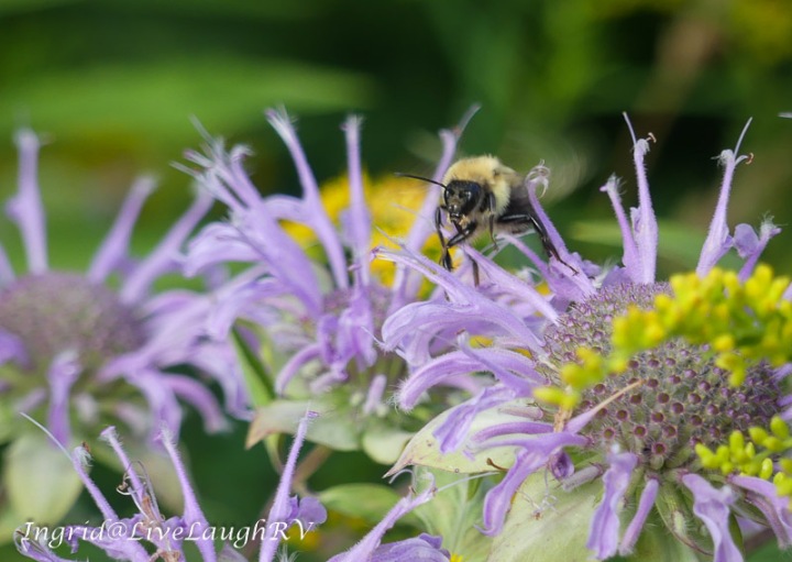 a bee on a purple wildflower
