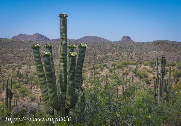 a flowering saguaro cactus with a mountain backdrop