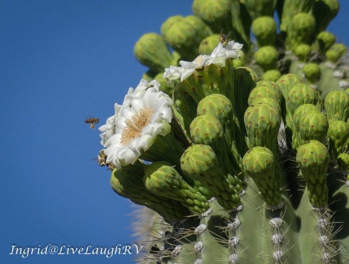 saguaro cactus flower