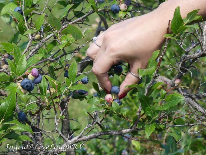 a hand picking blueberries