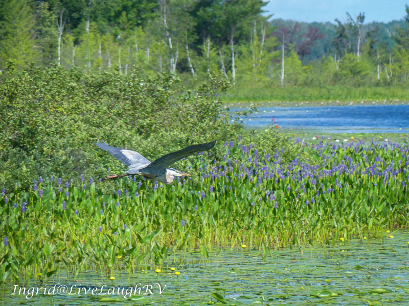 Great Blue Heron in flight