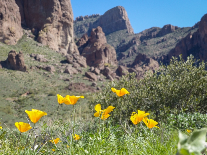 yellow poppies against a mountain background