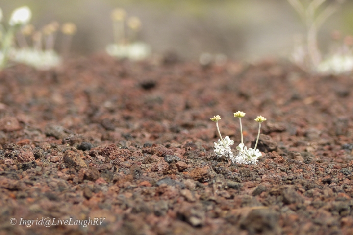 tiny yellow flowers growing out of lava rock