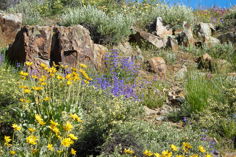yellow and purple wildflowers among a rocky landcape