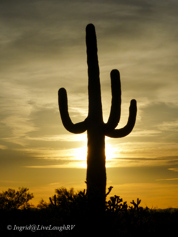 silhouette of a saguaro cactus as the sun rises behind the trunk of the cactus