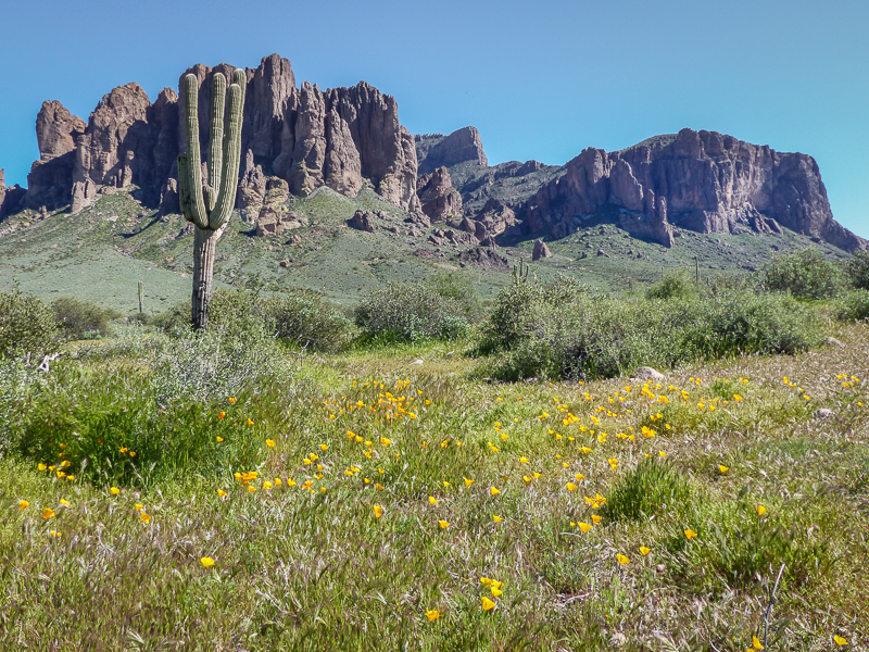 Superstition mountains, yellow poppies with the Superstition mountains in the background