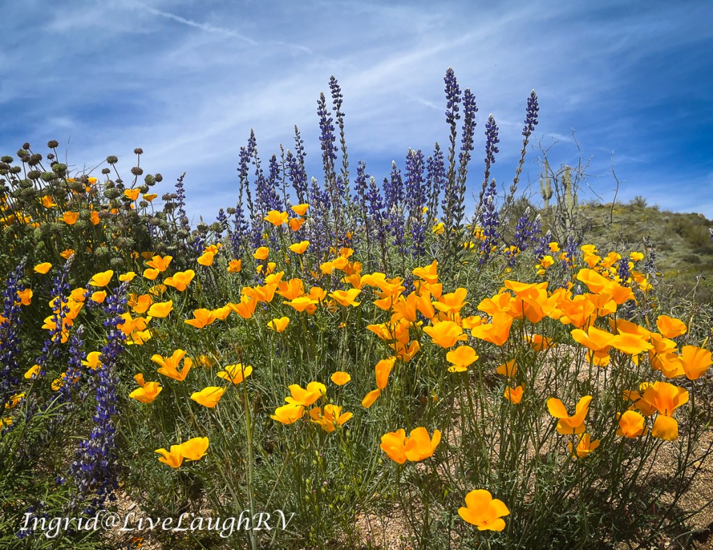 Monday’s at Mimi’s