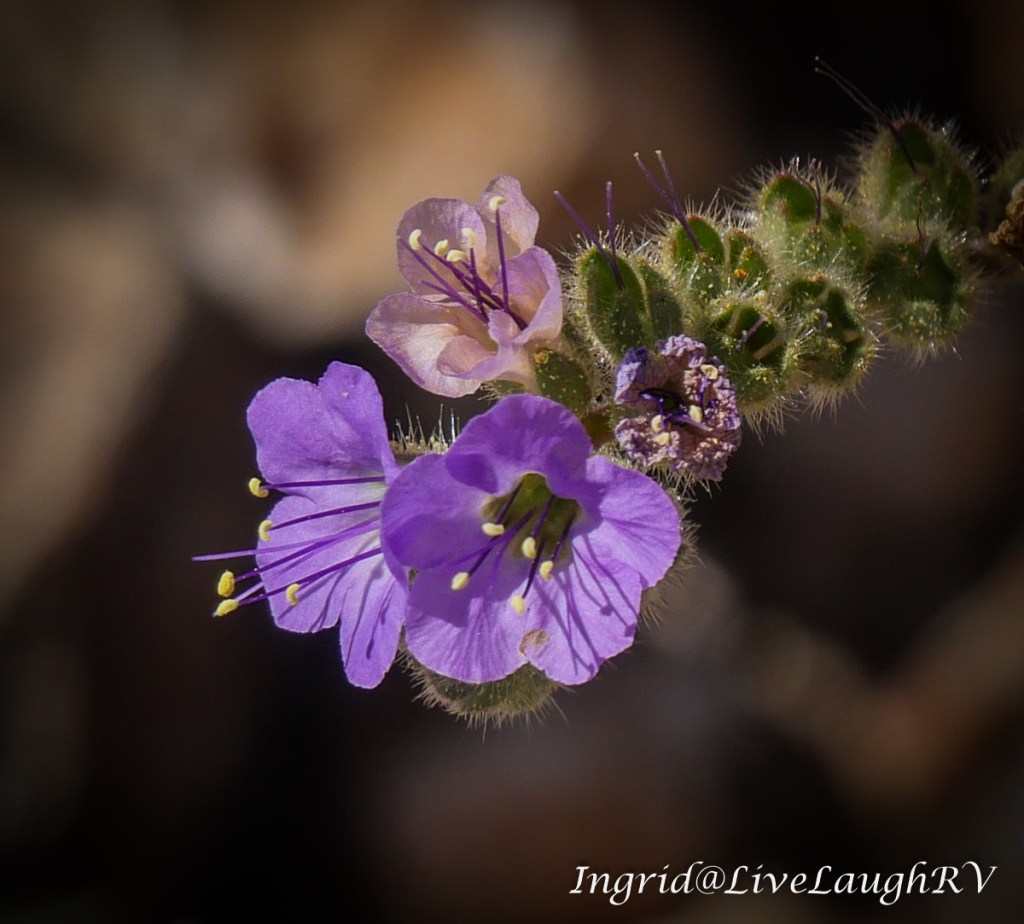 Is it Purple or is it&nbsp;Blue?